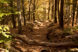 catskills-around-roxbury44