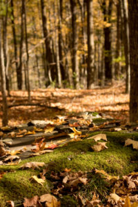 catskills-around-roxbury50