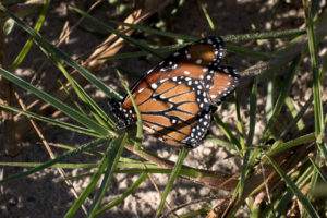 port-aransas-fall-2016-43