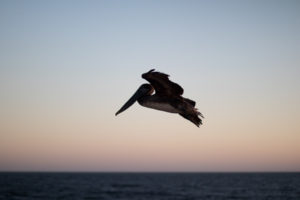 gulf-shores-al-104