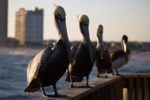 gulf-shores-al-77