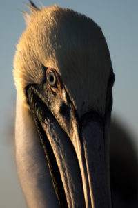 gulf-shores-al-81