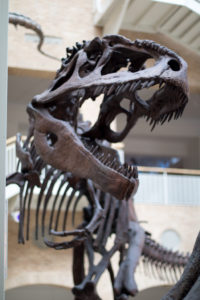 fernbank-with-the-williams-02